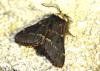Poecilocampa populi